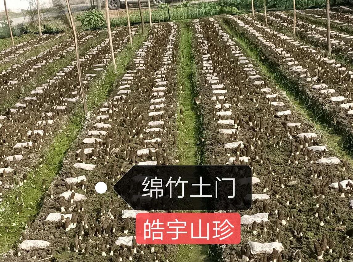 &#31859;&#20848;&#24179;&#21488;&#45;&#31859;&#20848;&#40;&#20013;&#22269;&#41;